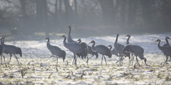 Das Foto entstand frühmorgens mit einem großen Teleobjektiv aus dem Auto heraus, um die scheuen Tiere nicht stressen. - © Roland Thöring