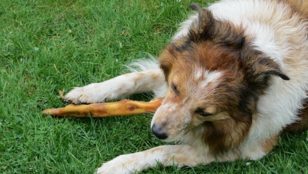 Fressnapf ruft Hundesnacks zurück, die gefährlich für die Haustiere werden können. - © Symbolbild Pixabay