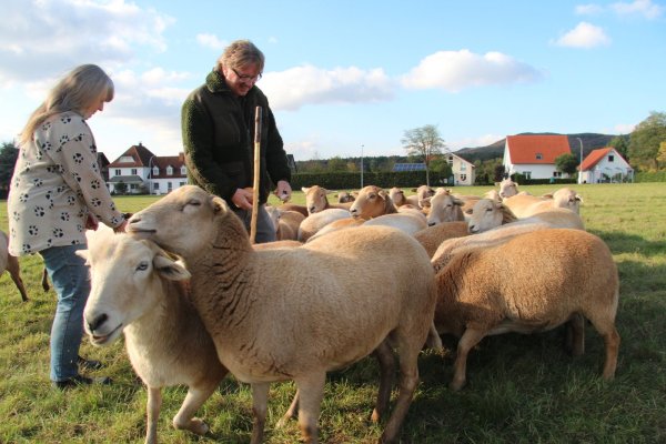 Leckerchen für die Schafe: Wenn Ulf Helming und Gabi Obermark einen Kanten Brot aus der Tasche ziehen, sind sie sofort von der Herde umringt. Die Tiere mögen die gelegentliche Abwechslung zum Gras - zufüttern muss das Ehepaar aber nicht. - © Dieter Asbrock