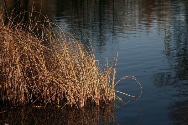Der Hund wurde im Teich an den Heeper Fichten entsorgt. - © Symbolfoto: Pixabay