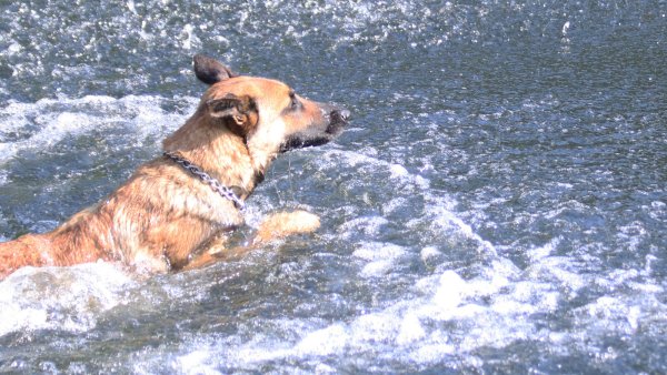 Den Hund frei laufen lassen zu können, ist für viele Halter eine Freude. Für das Tier ebenso. Die Gemeinde ist jetzt auf der Suche nach einer geeigneten Fläche. - © Martin Düsterberg