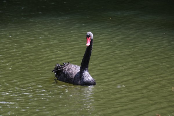 Verwitwet: Der übrig gebliebene schwarze Schwan zieht nun einsam seine Runden auf dem Schlossgraben. - © Till Sadlowski