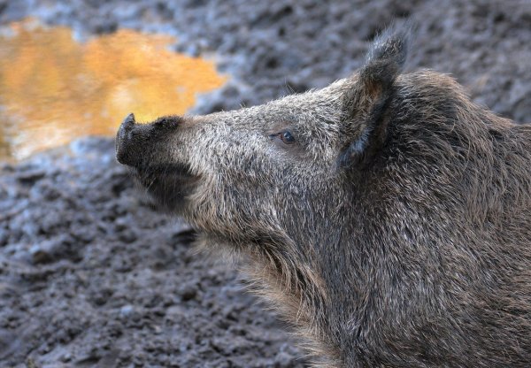 Wildschweine in Salzufler Vorgärten. - © Symbolfoto Pixabay