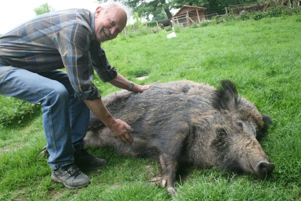 Filmstar im Glück: Wildschwein „Emma"mit Besitzer Hartmut Pieper aus Schwelentrup. - © Archivfoto: Sylvia Frevert