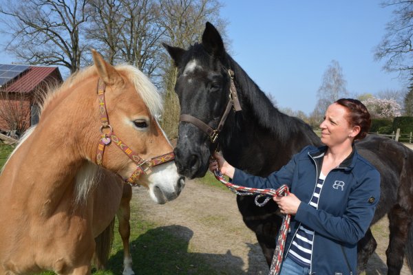 Mit der Haflinger-Zuchtstute Norina hat Warmblut Sheik seine große Liebe gefunden. Die beiden Pferde sind unzertrennlich. Wo sie ist, will auch er sein. - © Karin Prignitz