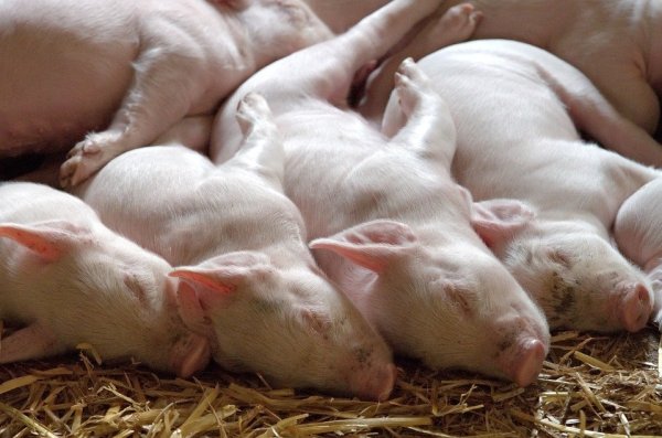 Lüftung manipuliert: 900 Ferkel sind in Geseke-Störmede erstickt - © Symbolfoto Pixabay