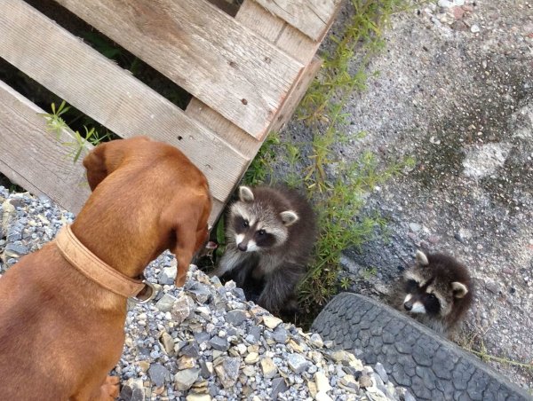 Dackel „Hedwig" schaut auf zwei Waschbären. Sie hat sich mit den Tieren nicht angelegt. Ein Terrier aber wurde bei einer Waschbärjagd in Lügde 2015 ausgerechnet durch einen Jäger so schwer verletzt, dass er erblindete. - © Jobst Lüdeking