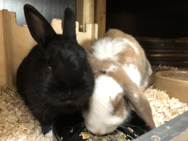 Diesen beiden Kaninchen sitzen in einem Käfig im Kleintierhaus. Derzeit sind 24 Tiere dort untergebracht. Foto: Sven Kienscherf - © Sven Kienscherf