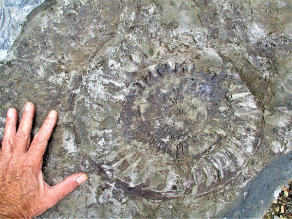 Gut 190 Millionen Jahre alt: Diesen Ammoniten hat ein Detmolder bei Straßenbauarbeiten entdeckt. - © LWL/Schlösser