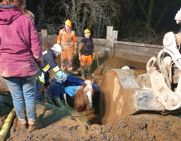 Bei diesem Feuerwehreinsatz in Essen steckt ein Pferd in einer Schlammgrube fest. Das Tier war im Bereich einer Baustelle in dem sumpfigen Boden versunken. Derartige Vorfällen in Lippe rufen den Alvedisser Frank Lehmeyer auf den Plan.   - © Feuerwehr Essen/dpa