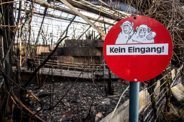 In den Tierparks der Region sind an Silvester Mitarbeiter vor Ort. In Krefeld alarmierten Anwohner die Feuerwehr wegen des Brandes im Zoo in der Silvesternacht. - © Christoph Reichwein/dpa