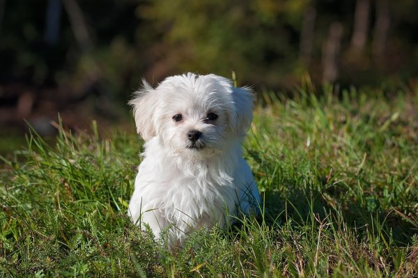 Symbolbild Hund - © Pixabay