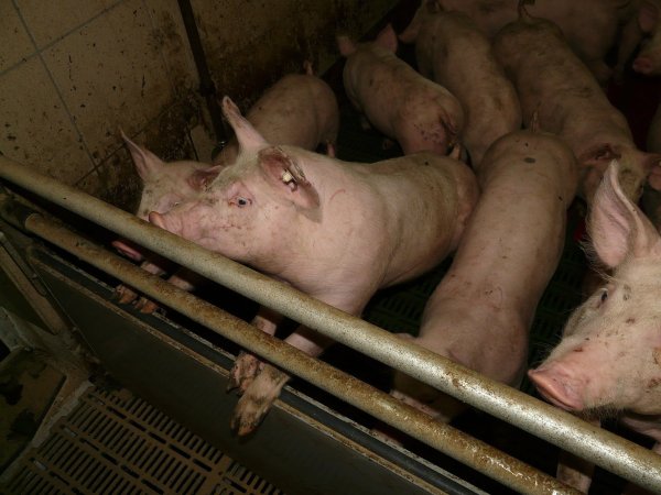 Auf einem Hof in Vreden im Münsterland sind 900 Schweine verendet. - © Pixabay.com