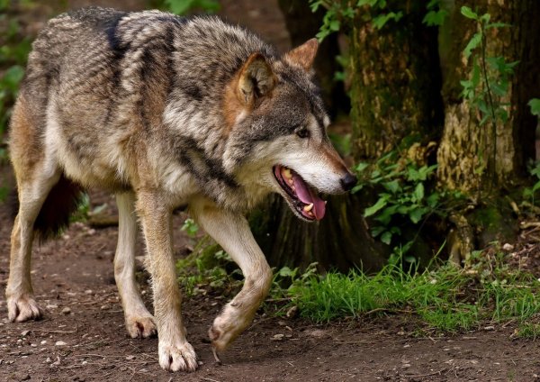 Ein Wolf wurde in Rietberg gesichtet - und gefilmt. - © Themenfoto/Pixabay