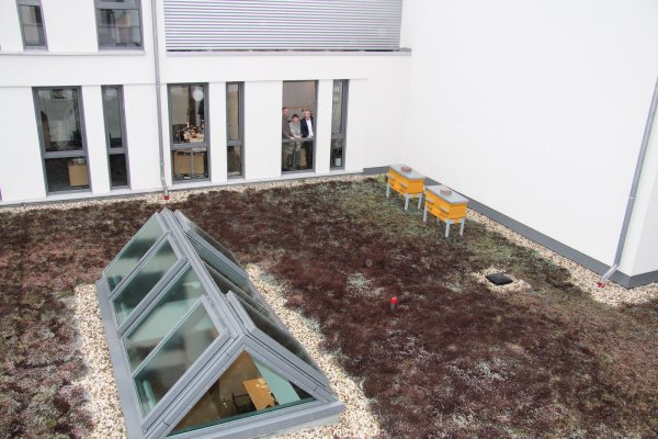 Beigeordneter Thorsten Paulussen, Andreas Postert vom Imkerverein Lage und Margarete Wißmann von der städtischen Stabsstelle Umwelt präsentieren die ersten Bienenkästen, Beuten genannt. - © Cordula Gröne