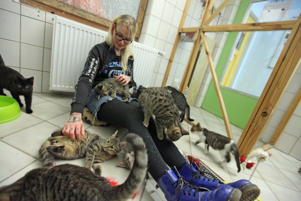 Freddy van der Hoeven vom Tierheim Bad Salzuflen kümmert sich liebevoll um elf kleine Katzen, die in einem der Räume an der Ziegelstraße zusammen leben. Der Tierschutzverein spricht sich klar für eine Kastrationspflicht für Freigänger aus. - © Vera Gerstendorf-Welle