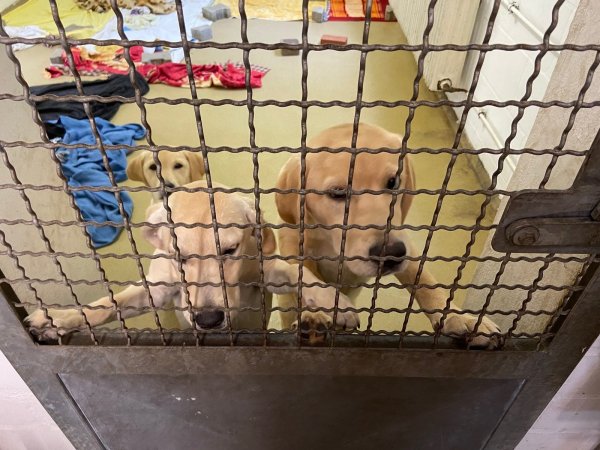 Die sichergestellten Junghunde sind bei ihrer Ankunft verwurmt, voller Milben und traumatisiert. - © Tierheim Bielefeld