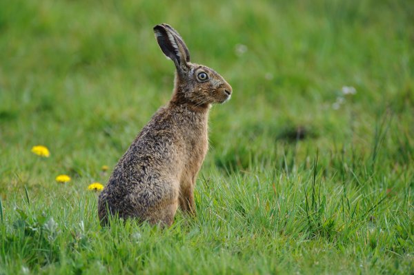 Ein Feldhase wie dieser verendete im Kreis Paderborn an der Hasenpest. - © DJV/Rolfes