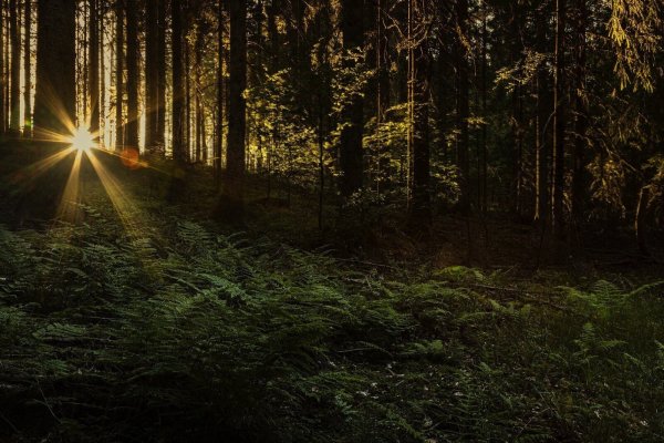 Die vermisste Scarlett S. war eine passionierte und erfahrene Wanderin. Die Polizei vermutet, dass sie im Schwarzwald abseits der Route unterwegs gewesen sein könnte. - © Symbolbild: Pixabay