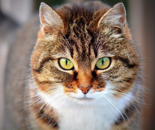 Vier Katzen sind in Horn-Bad Meinberg vermutlich durch Rattengift gestorben. - © Symbolbild: Pixabay