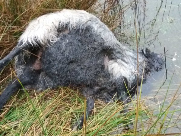 Bei der täglichen Kontrolle der Herde entdeckte der Schafhalter die gerissenen Schafe. - © Kreis Herford