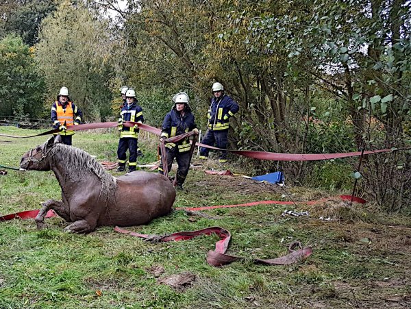 Pferderettung: Großtierretterin Birgit Niekamp von der Freiwilligen Feuerwehr Leopoldshöhe steht hinter dem eben aus dem Bett des Eselsbaches gezogenen Pferd. Weitere Einsatzkräfte halten einen Schlauch als provisorisches Gatter und schauen dem Versuch zu, das Pferd auf die Beine zu bringen. - © Lars Koppmann/Freiwillige Feuerwehr Leopoldshöhe