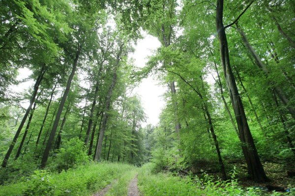 Idylle in Bad Salzuflen: Hier besitzt der Landesverband kleinere Waldstücke. - © Archivfoto: Vera Gerstendorf-Welle