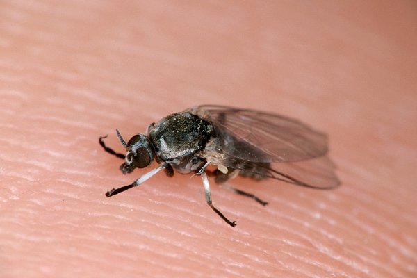 Mit ihren scharfen Mandibeln ritzt eine Kriebelmücke ein Loch in die Haut. - © picture alliance / WILDLIFE