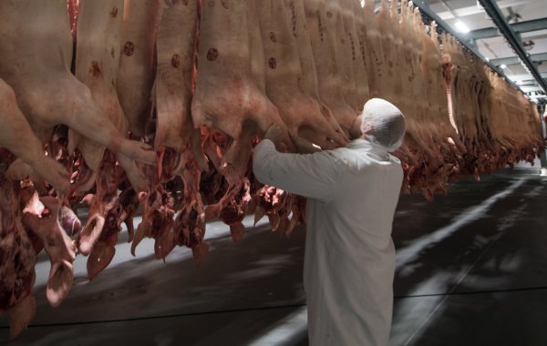 Frisch geschlachtete Schweine hängen in einem Kühlhaus. - © picture alliance / Bernd Thissen/dpa