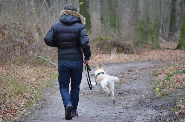 Wer seinen Hund ohne Leine laufen lässt, riskiert Ärger, wenn der Hund sich nicht abrufen lässt. - © Tom und Nicki Löschner/Pixabay