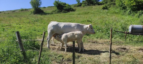 Diesen Kühen geht es gut - anders verhält es sich möglicherweise mit den Tieren, über die Peta informiert worden ist. - © Svenja Ludwig