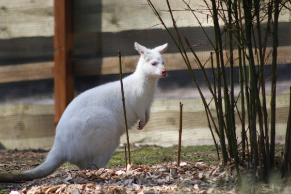 Albino-Tier: Elsa erkundet das Gehege. - © Angelina Kuhlmann