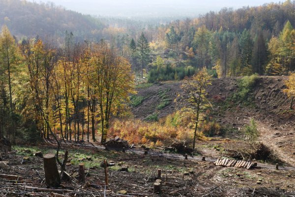 Blick vom Tönsberg auf die lippischen Wälder, die sich zum größten Teil in Privatbesitz befinden. Die Schneise im Wald ist eine Spur, die der Orkan Friederike vor drei Jahren hinterlassen hat. - © Martin Düsterberg