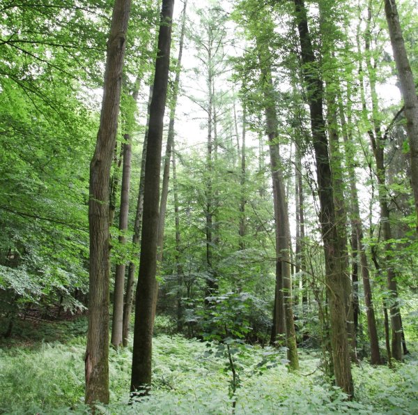 Landesverband-Wald: CDU und Grüne wollen eine neue Zertifizierung. - © Vera Gerstendorf-Welle