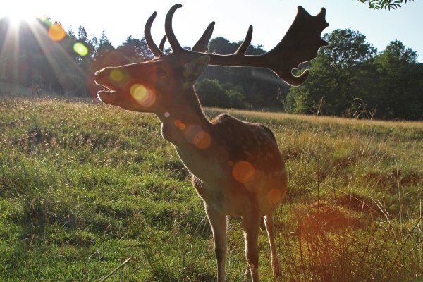 Damhirsch: Trotz der militärischen Nutzung hat sich die Natur Teile der Senne zurück erobert. - © ROBIN JÄHNE, ICONS: FREEPIK from FLATICON.COM