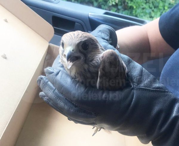 Der kleine Raubvogel im sicheren Griff des Falkners. - © Polizei Bielefeld