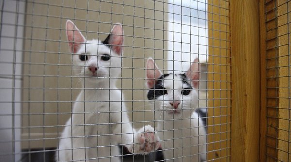 Katzenschwemme in Lippe: Junge Katzen im Bad Salzufler Tierheim. - © Vera Gerstendorf-Welle