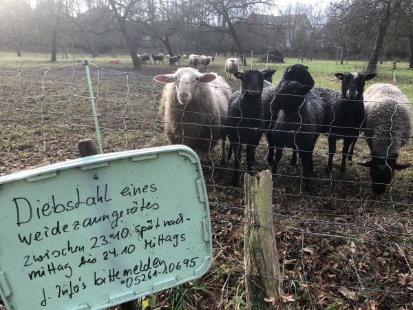 Karla Eberts Schafe sind zurück am Bierweg hinter dem Schloss Brake. Ein Weidezaungerät, das die Absperrung unter Strom setzt, hingegen ist weg – gestohlen, so die Vermutung der Züchterin. Foto: Till Brand - © Till Brand
