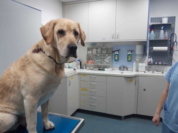 Sorgenvoller Blick: Labrador Paul in der Tierklinik. Er überlebte den Rattengift-Anschlag. - © Sylvia Frevert