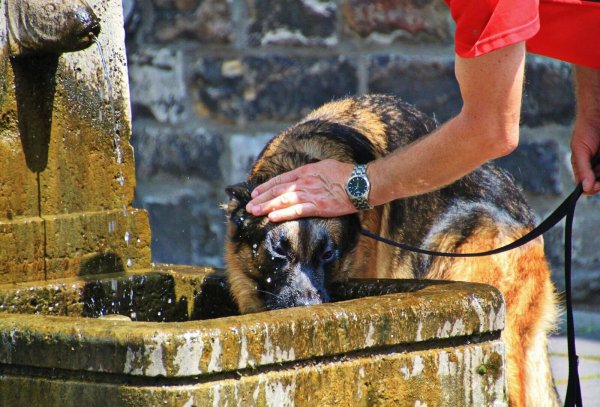 Traurige Nachrichten aus der Tierklinik. - © Symbolfoto