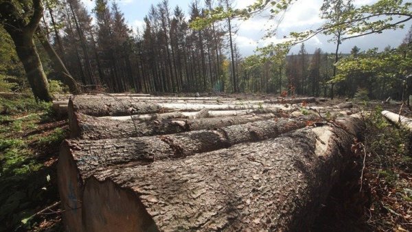 Klima in Lippe: Viele Bauern klagen über Ernteausfälle und das Fichtensterben. Insektenschwund und Unwetter sprechen verweisen auf erhelbliche Probleme. - © Montage: Vera Gerstendorf-Welle