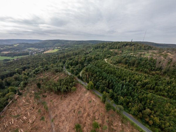 Freier Blick auf die Fläche: An der Denkmalstraße zum Hermann hoch sieht es kahl aus. Der Landesverband fällt derzeit kranke Bäume, damit sich der Borkenkäfer nicht weiter ausbreitet. - © Torben Gocke