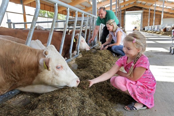 Marie Schlue füttert ein junges Simmentaler Rind mit etwas Silagemix. Ihre Eltern Martin und Lisa sind mit in den großen, luftigen Stall gekommen, der in diesem Jahr fertig geworden ist. - © Bernhard Preuß