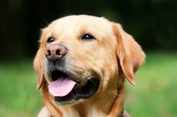 Partner mit der kalten Schnauze: Auch Labrador-Hunde zählen zu den treuen Begleitern tierlieber Menschen. - © Pixabay