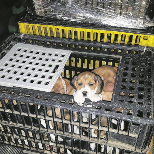 Im Kofferraum: Online-Inserate sind für Händler, die illegal Welpen verkaufen, ein lukratives Geschäft. Die Tierschutzvereine warnen allerdings eindringlich vor den vermeintlichen Schnäppchen. - © dpa
