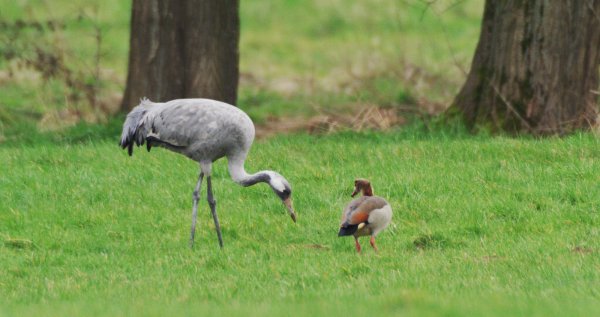 Ein seltener Gast tummelt sich in den Schiederaner Emmerwiesen. Der junge Kranich frisst sich gemeinsam mit einer Nilgans anscheinend die Energie für die Weiterreise an. Foto: Robin Jähne - © Robin Jähne