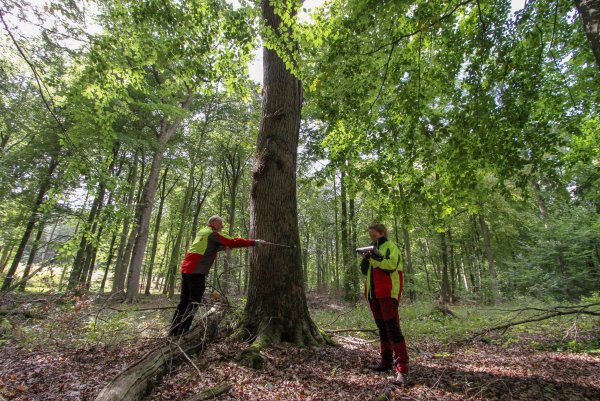 Vermessung: Hans-Ulrich Braun und Lisa Schäfer kartieren im Naturschutzgebiet Biotopbäume. - © Landesverband Lippe
