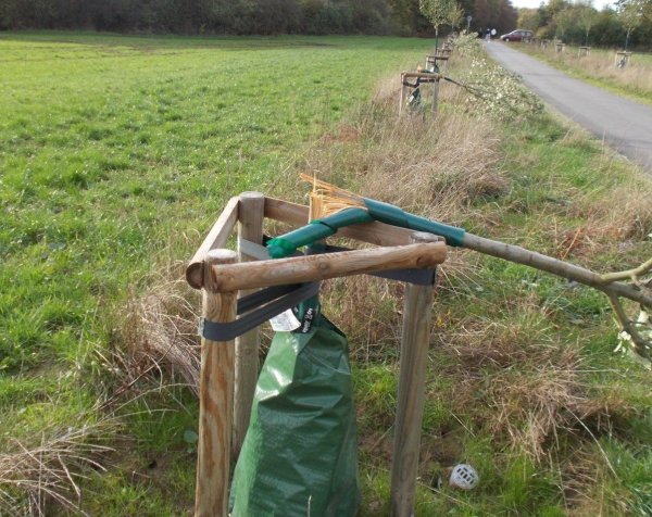 Umgeknickt: Zehn Bäume der im Frühjahr am Radweg über den Vietberg angepflanzten elf Eßkastanien, 21 Apfelbäume und 20 Birnenbäume sind nicht mehr zu retten. - © Wolfgang Schriegel