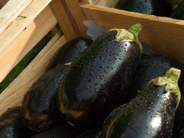 Aubergine ist eine Hauptzutat in der Caponata. - © Symbolbild: Pixabay