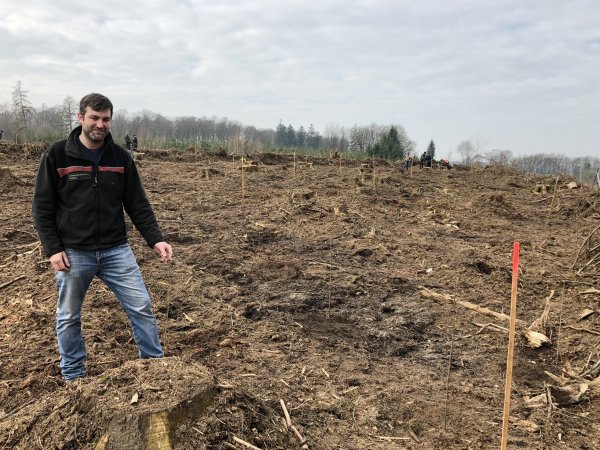 Revierförster Christopher Kroos vom Landesverband Lippe inspiziert die gerodete Fläche. Das Plateau des Rießen zwischen Talle und Kirchheide wird nun mit unterschiedlichen Bäumen bestückt, jede Lattenfarbe steht für eine andere Art. Wer sich durchsetzt, weil er hier besonders gut klarkommt, müssen Kroos Nachfolger beurteilen. Fotos: Till Brand - © Till Brand